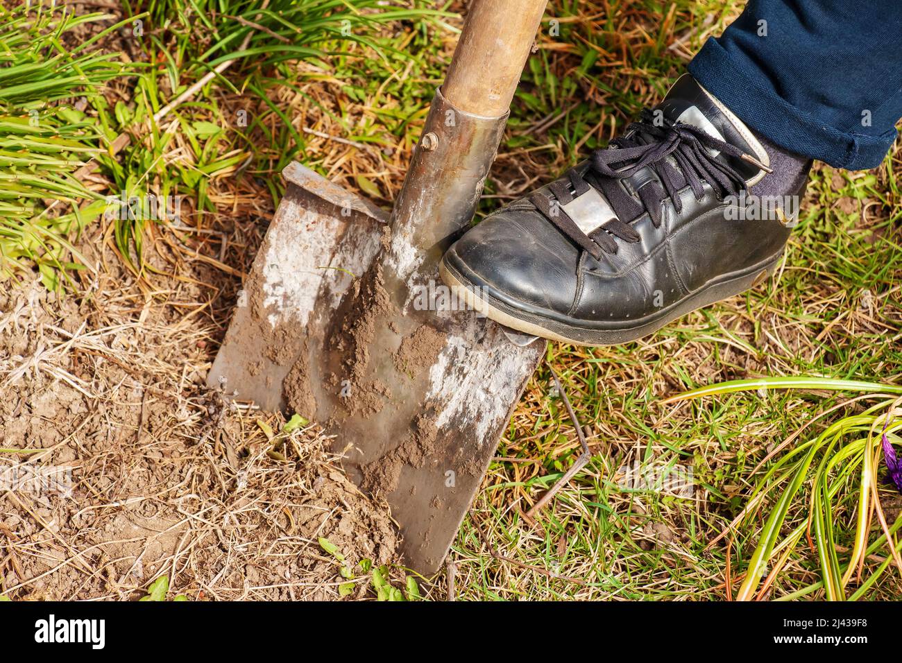 A woman wearing sneakers is digging a hole to plant a flower. Home garden care. Stock Photo