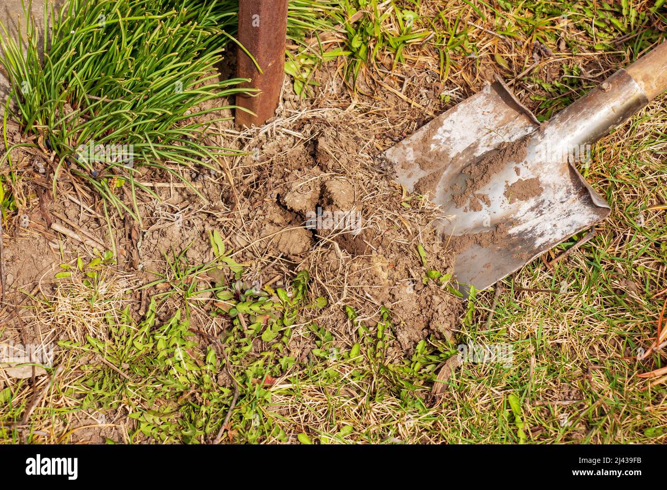 Old rusty shovel stuck ground hi-res stock photography and images - Alamy