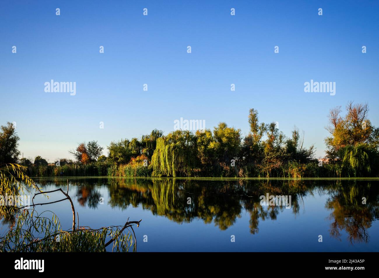 Perfectly reflected willow trees on a still lake used for fishing and relaxing Stock Photo