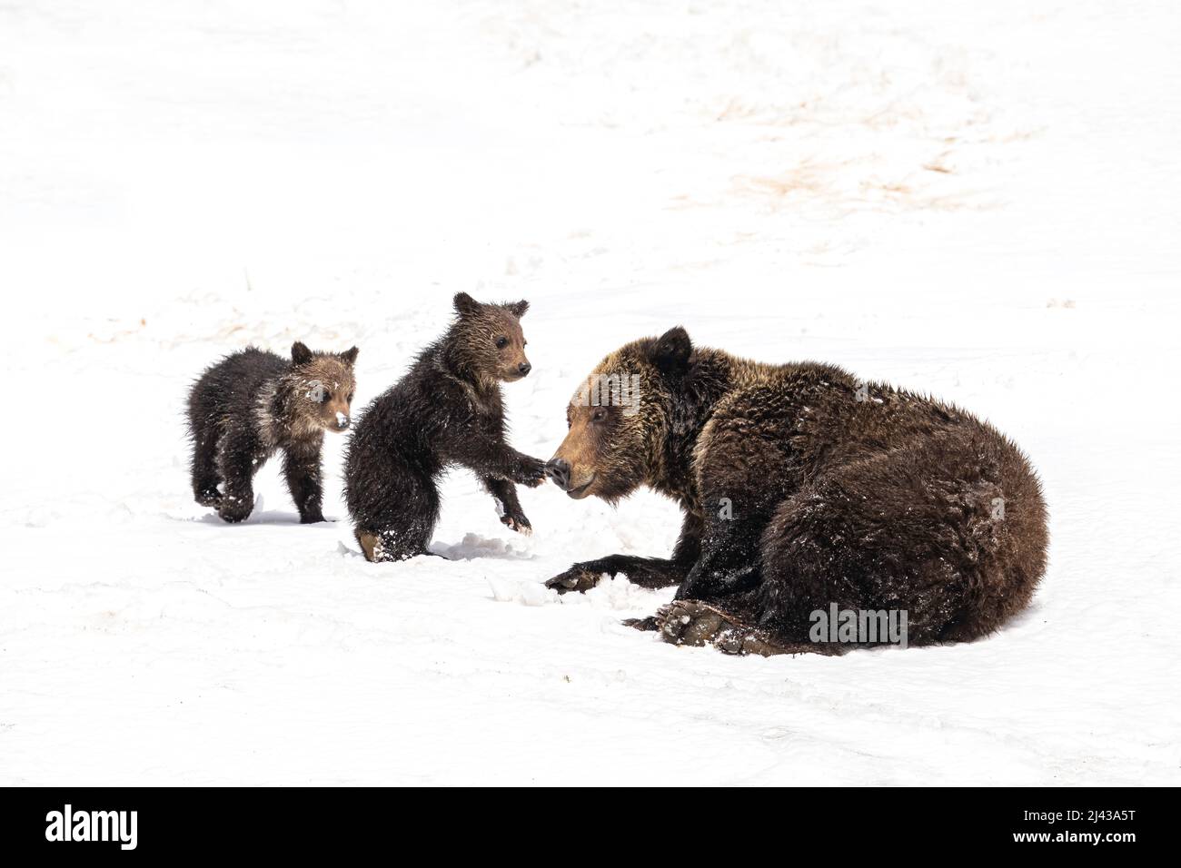 Grizzly Bear and Cubs Stock Photo