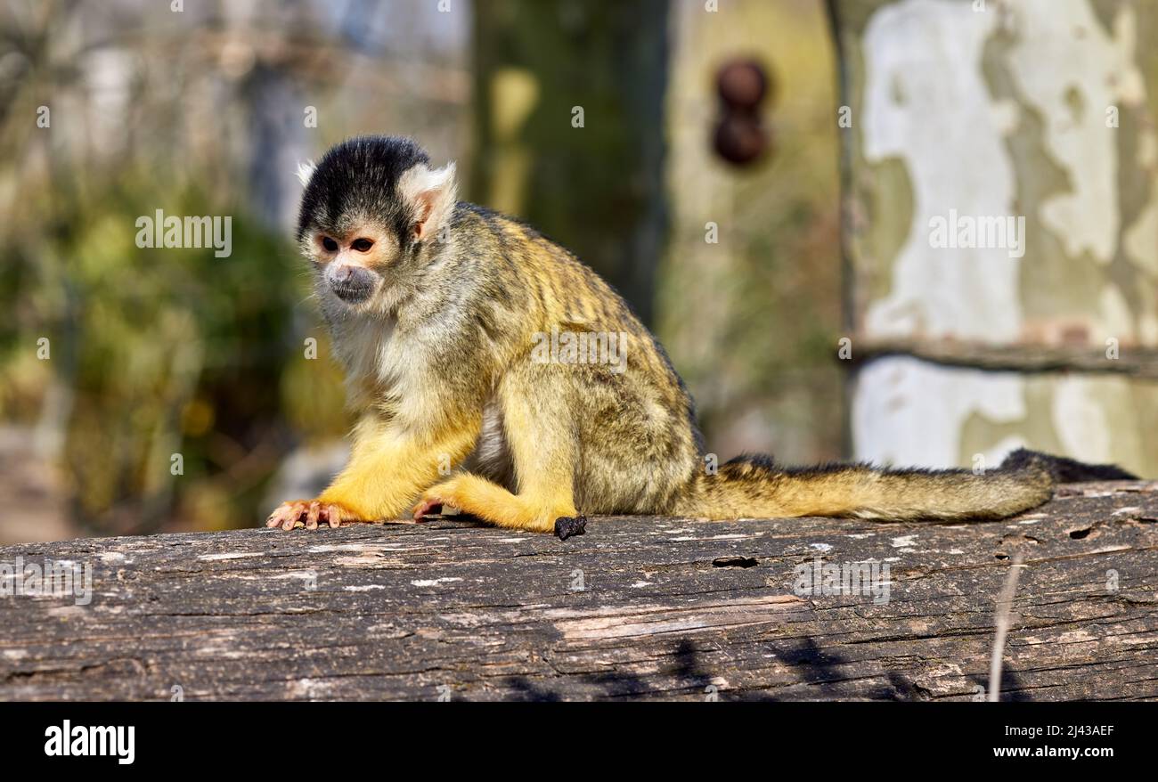 Black-capped squirrel monkey on a tree Stock Photo - Alamy