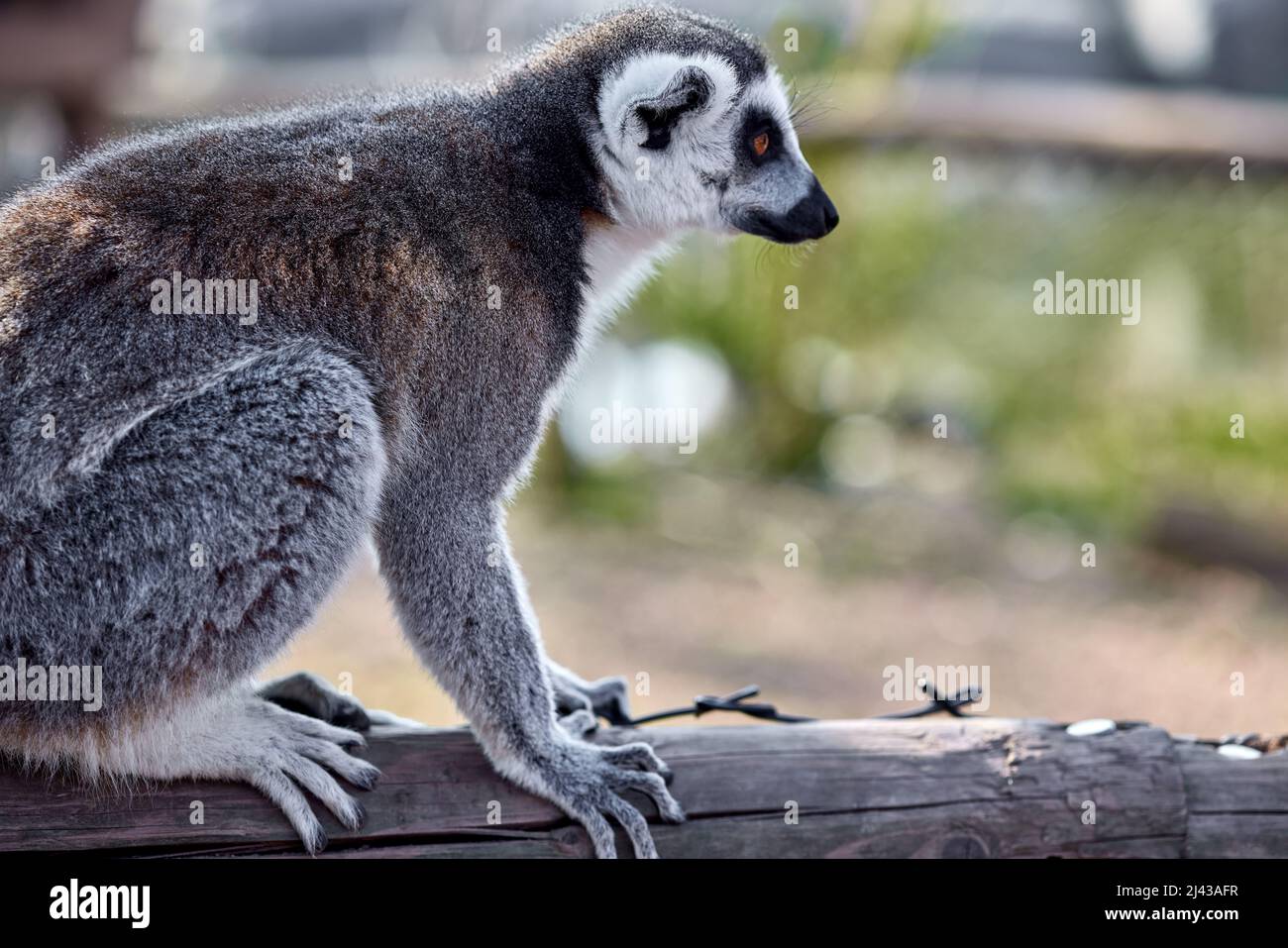 Selective focus shot of a lemur looking attentively at something Stock Photo