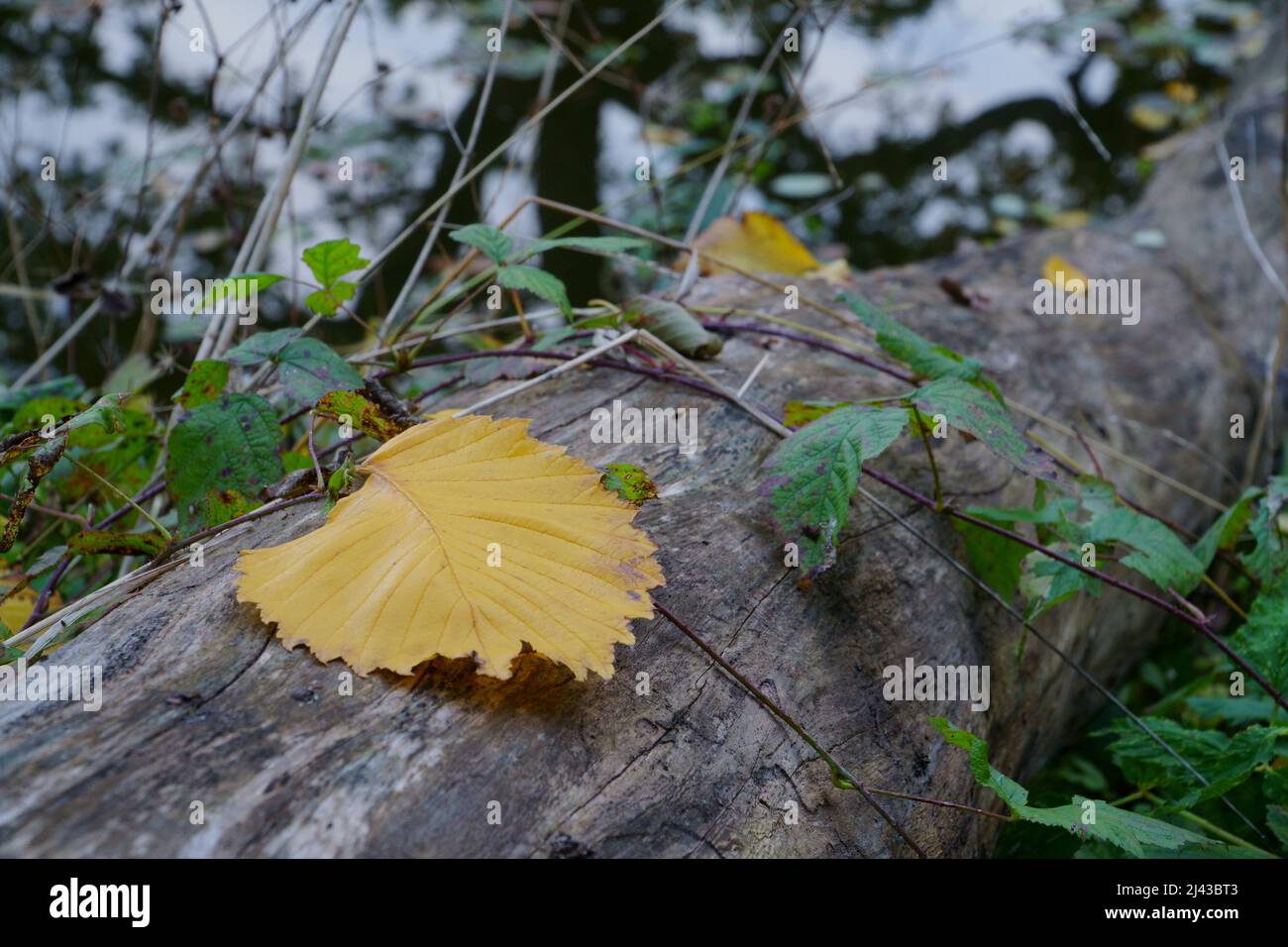 The yellow leaf on the fallen dry wood trunk in autumn. A close-up view. Fall season abstract symbol near the waters in wild nature. Stock Photo