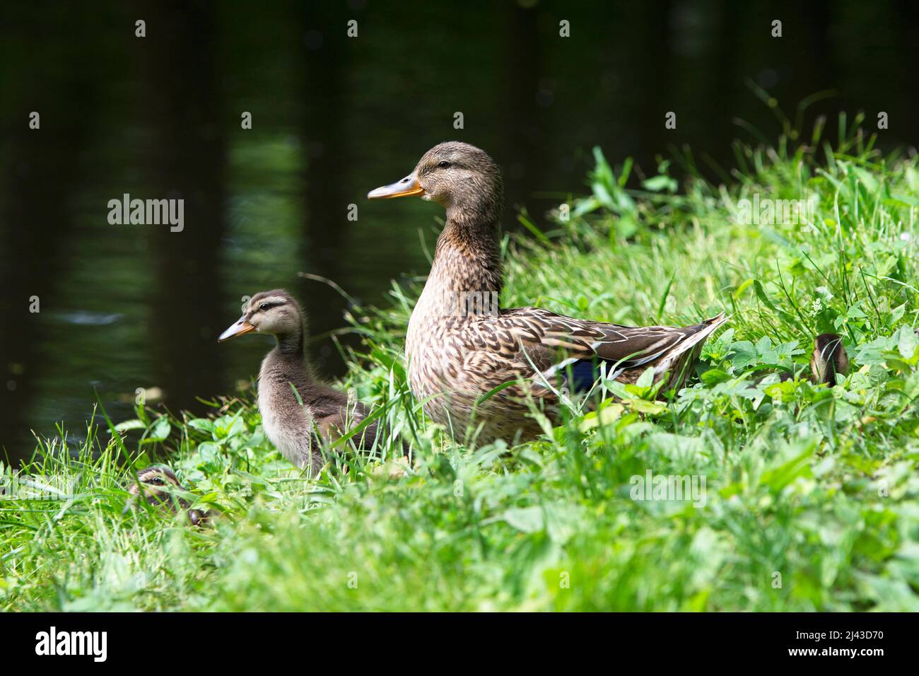 Family of ducks Stock Photo Alamy