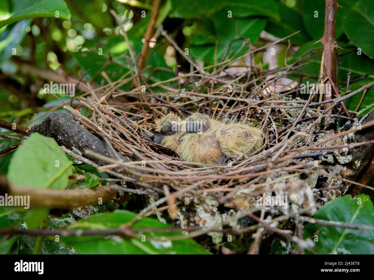 Collared Dove nest, also known as Eurasian Collared Dove, Streptopelia decaocto showing twig nest and two altricial birds, London, United Kingdom, Stock Photo