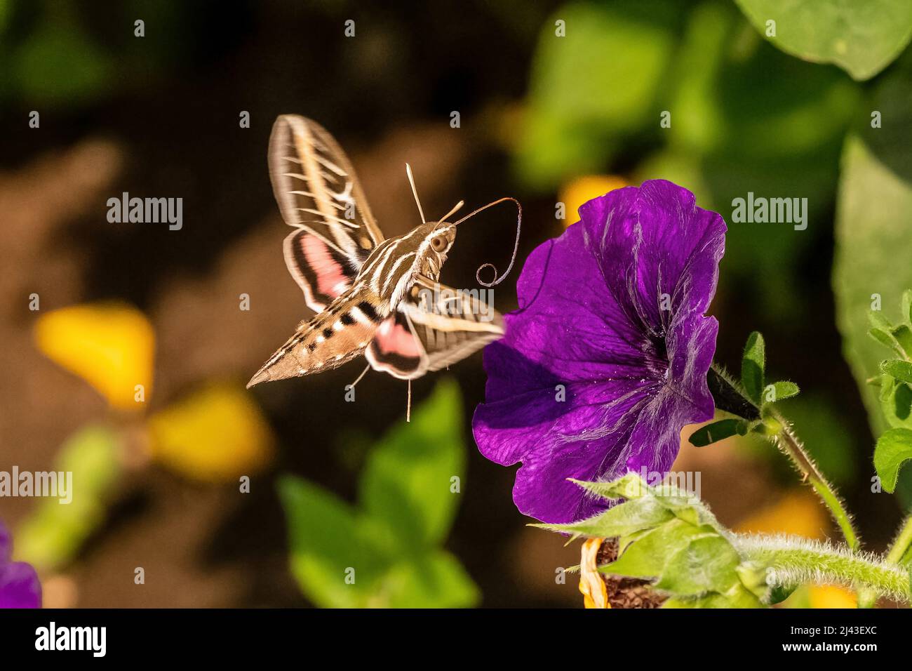 Closeup image of a White-Lined Sphinx Moth with its long tongue visible, while hovering in mid-air by a purple petunia. Stock Photo