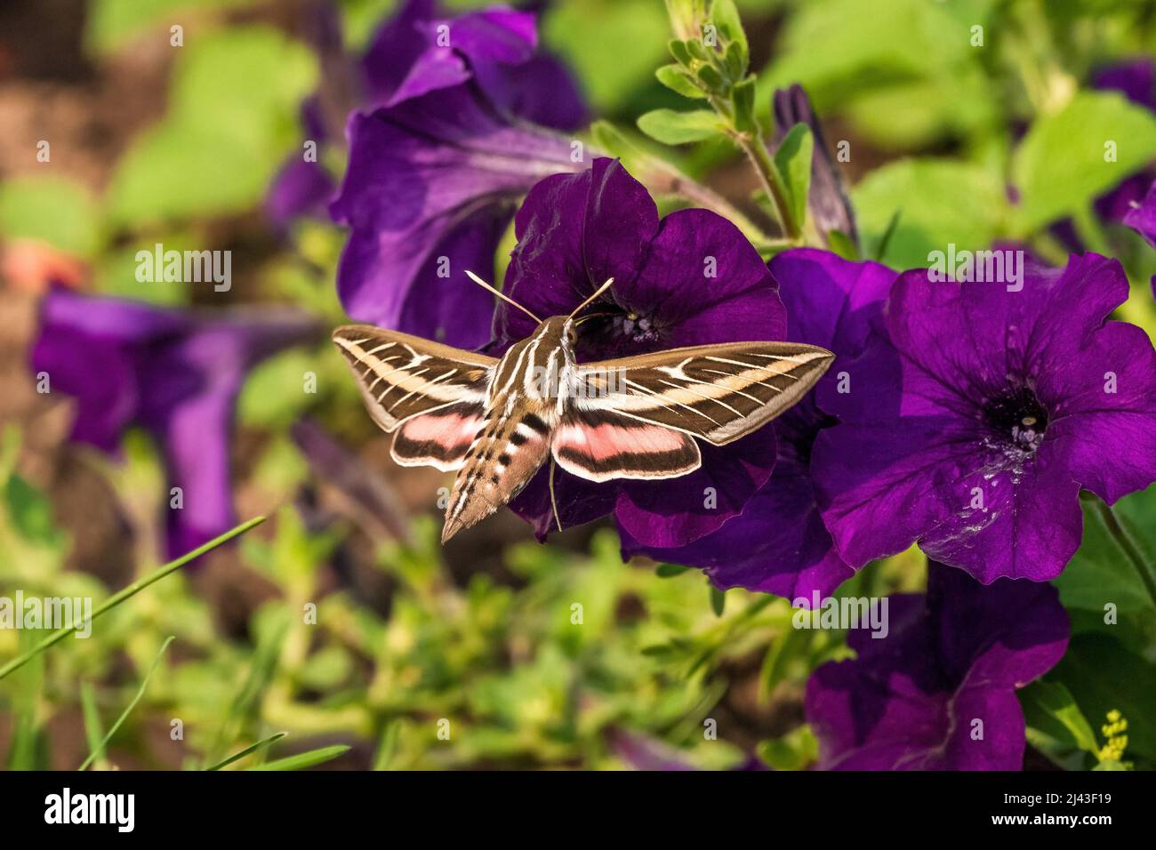 A White-Lined Sphinx Moth moving by a row of deep purple petunias collecting pollen. Stock Photo
