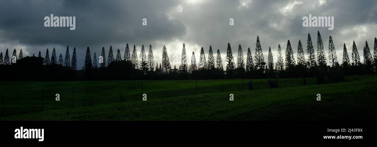 like of pine trees with dramatic skies Stock Photo - Alamy