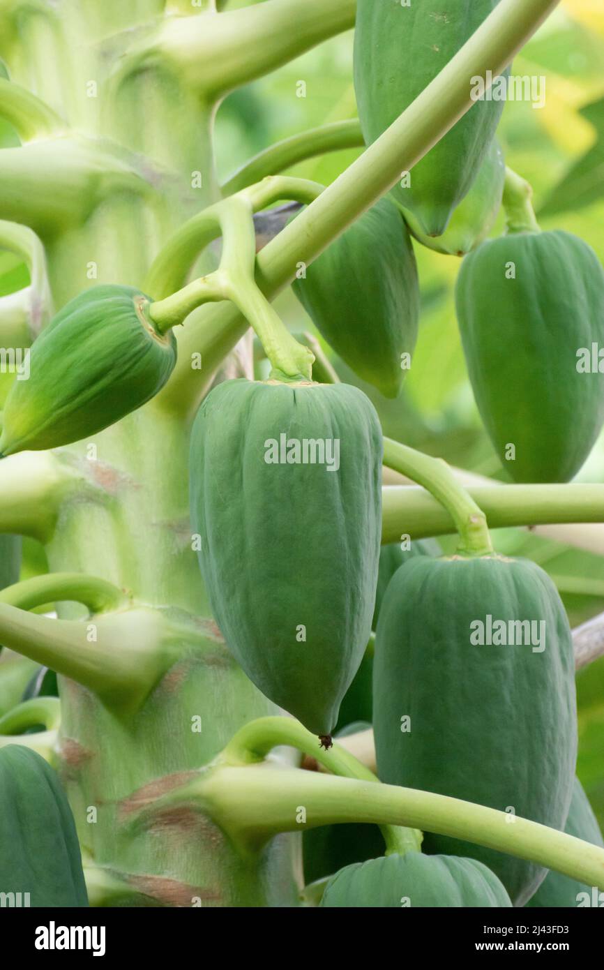 unripe green papaya hanging from a papaya tree. Papaya tree and bunch ...