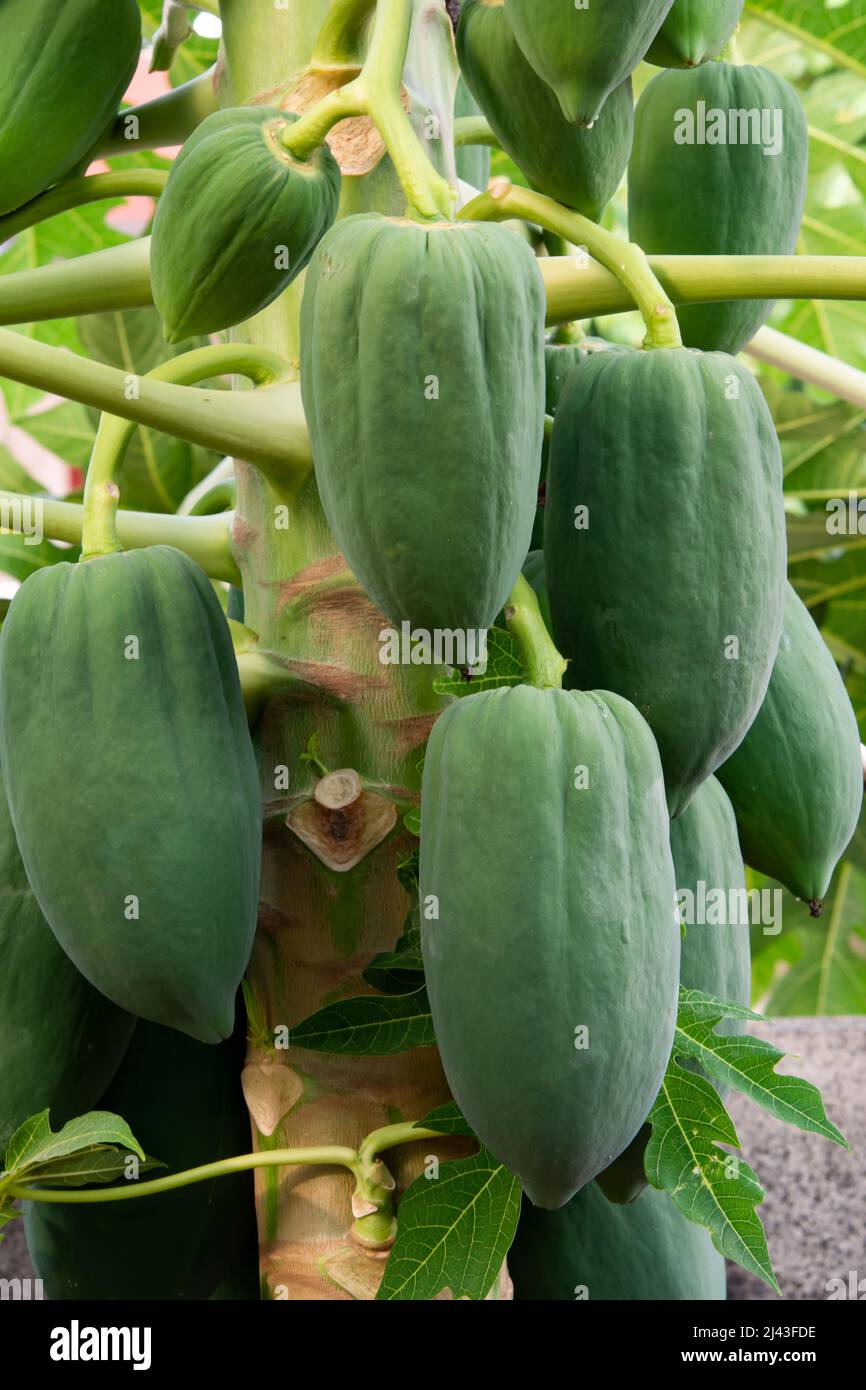 unripe green papaya hanging from a papaya tree. Papaya tree and bunch ...
