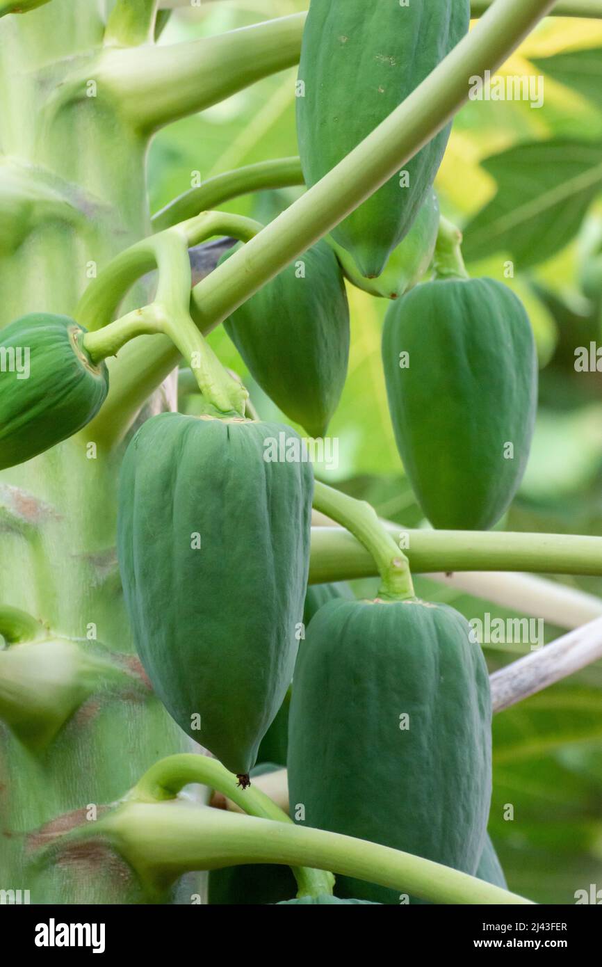 unripe green papaya hanging from a papaya tree. Papaya tree and bunch
