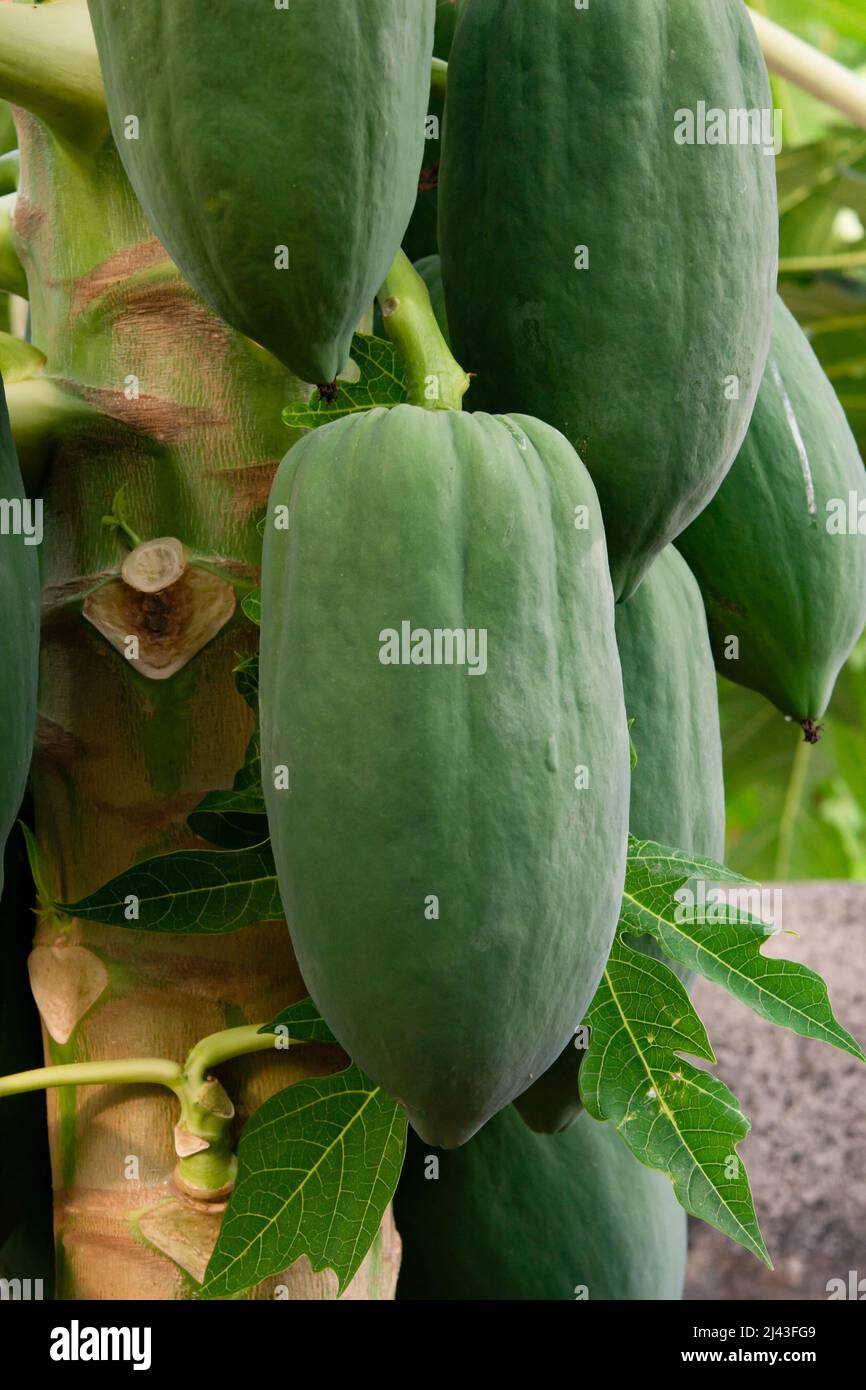 unripe green papaya hanging from a papaya tree. Papaya tree and bunch