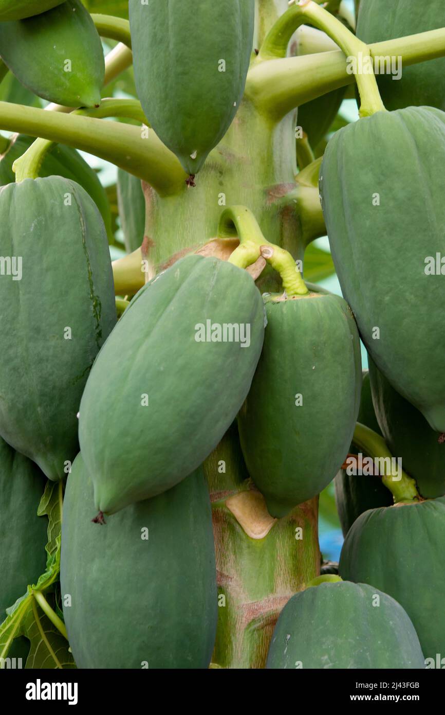 unripe green papaya hanging from a papaya tree. Papaya tree and bunch