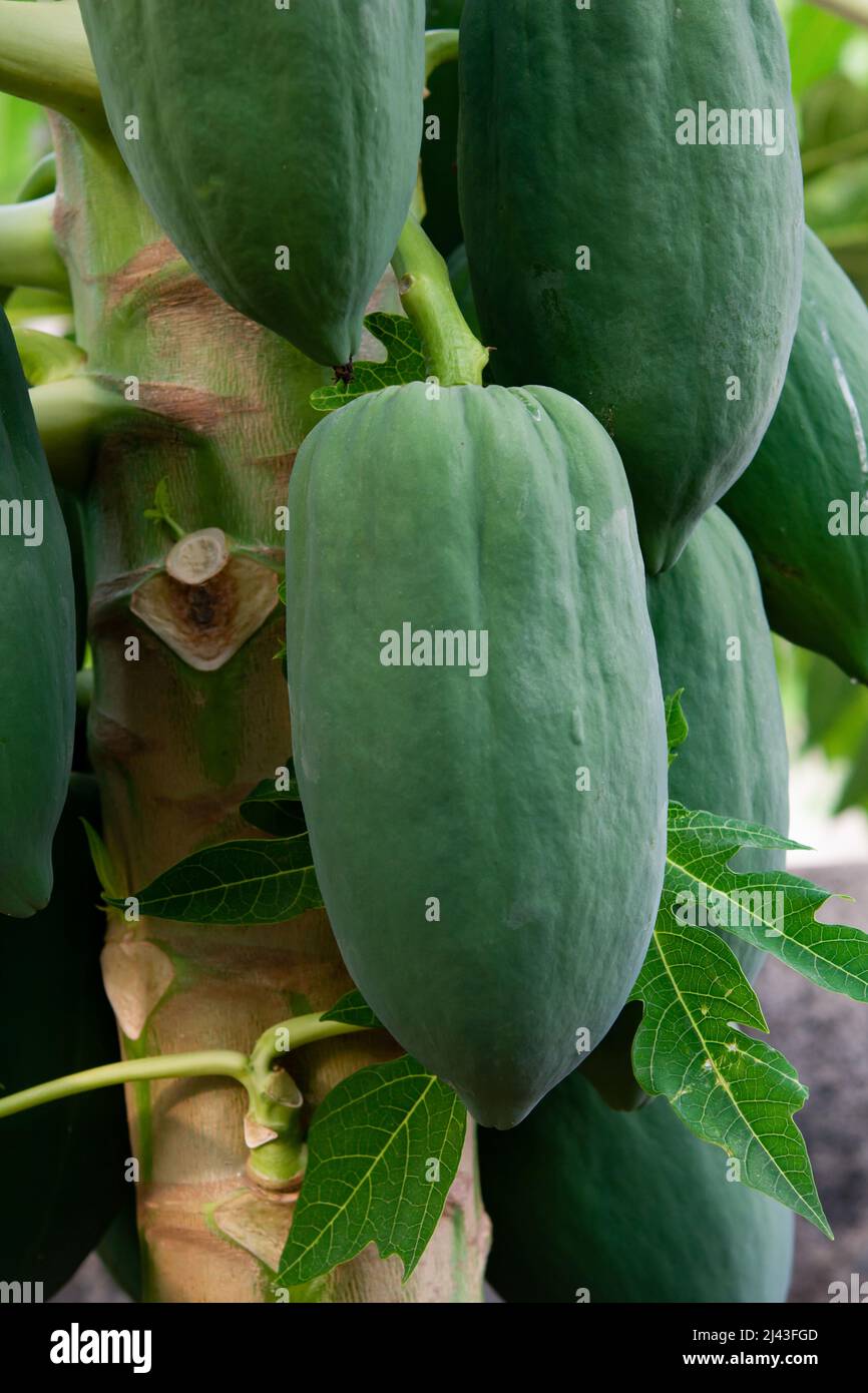 unripe green papaya hanging from a papaya tree. Papaya tree and bunch