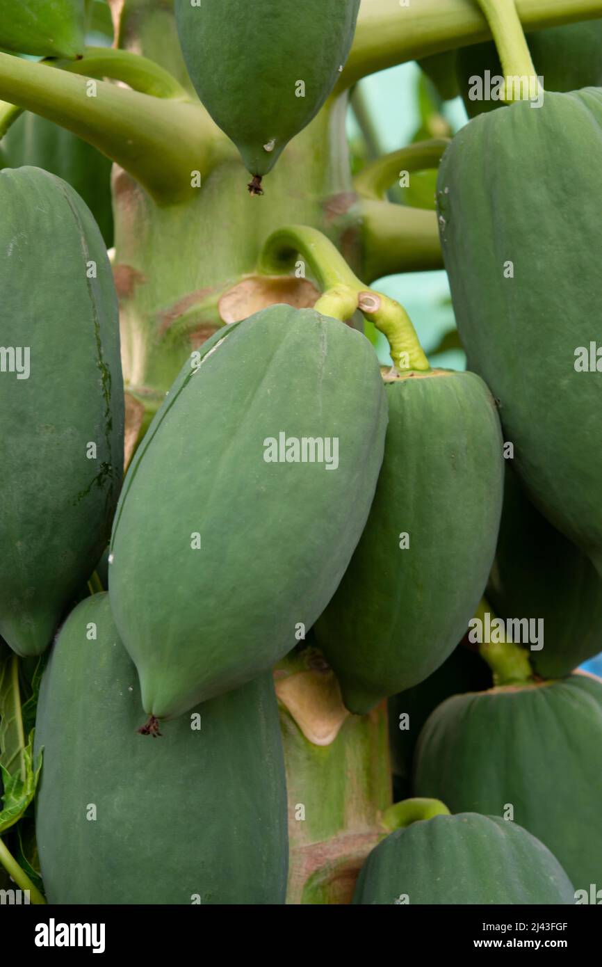 unripe green papaya hanging from a papaya tree. Papaya tree and bunch