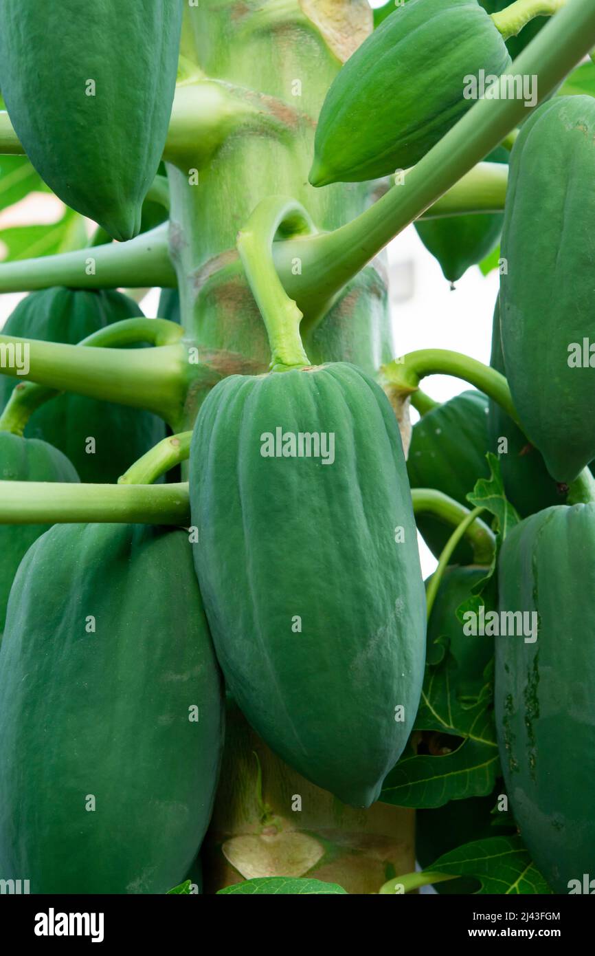 unripe green papaya hanging from a papaya tree. Papaya tree and bunch