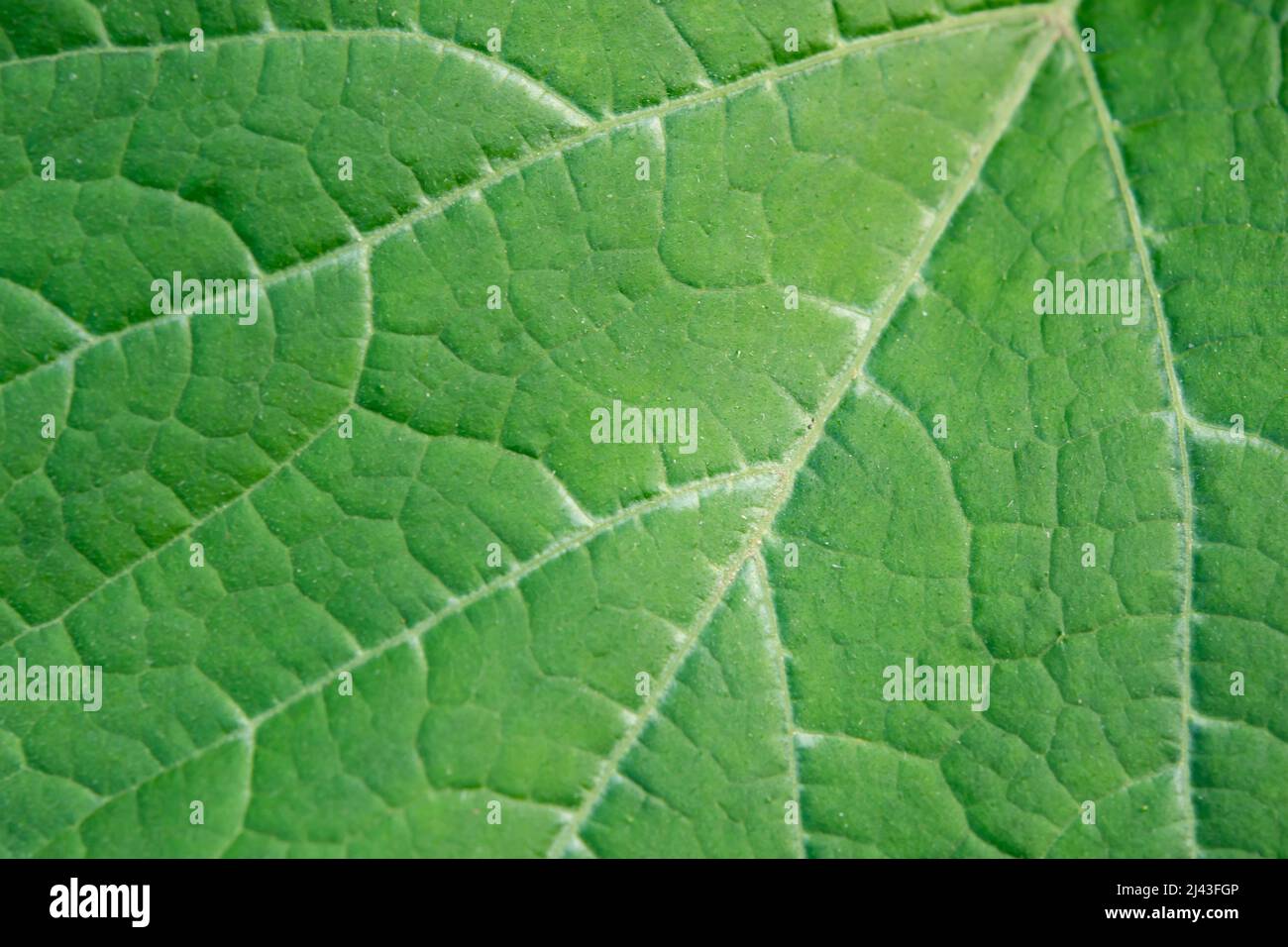 Close up leaf. Fresh green leaf texture macro background Stock Photo ...