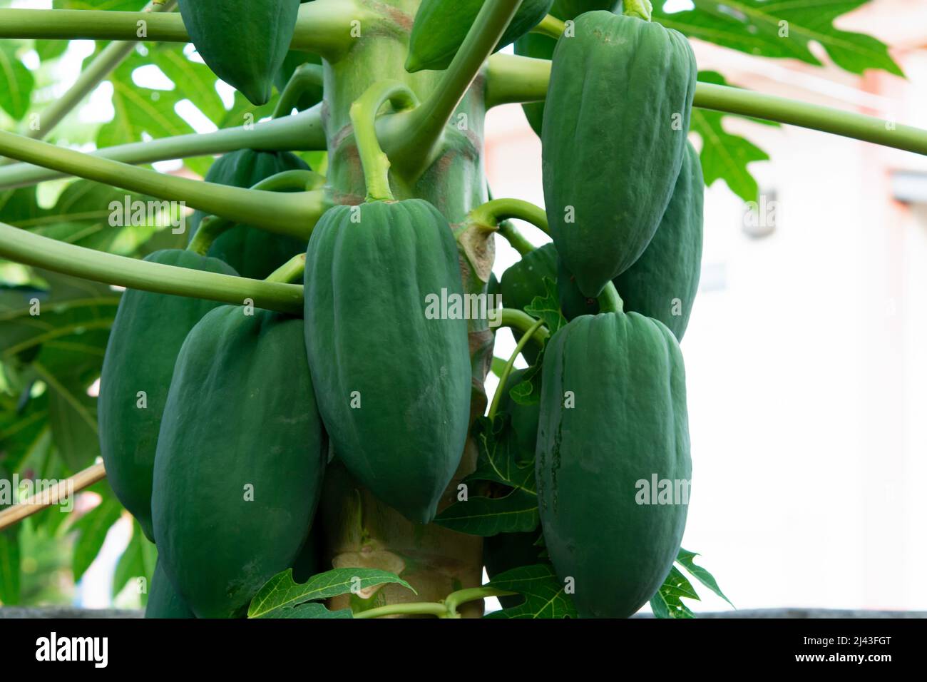 unripe green papaya hanging from a papaya tree. Papaya tree and bunch