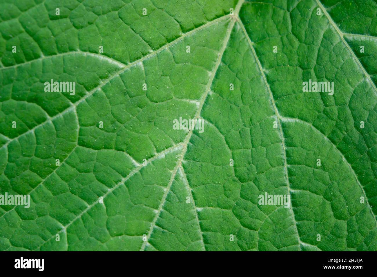 Close up leaf. Fresh green leaf texture macro background Stock Photo ...