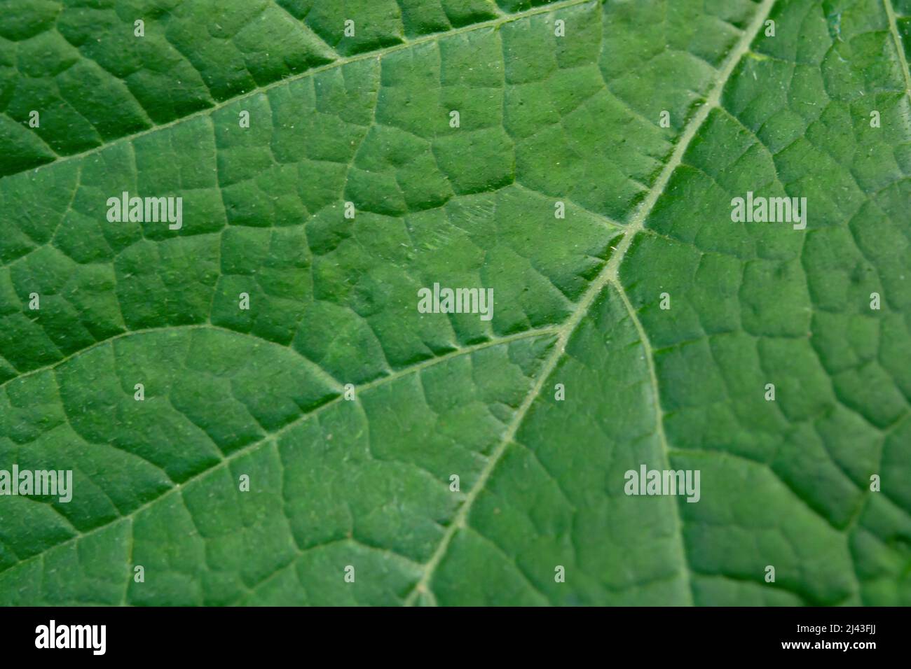 Close up leaf. Fresh green leaf texture macro background Stock Photo ...