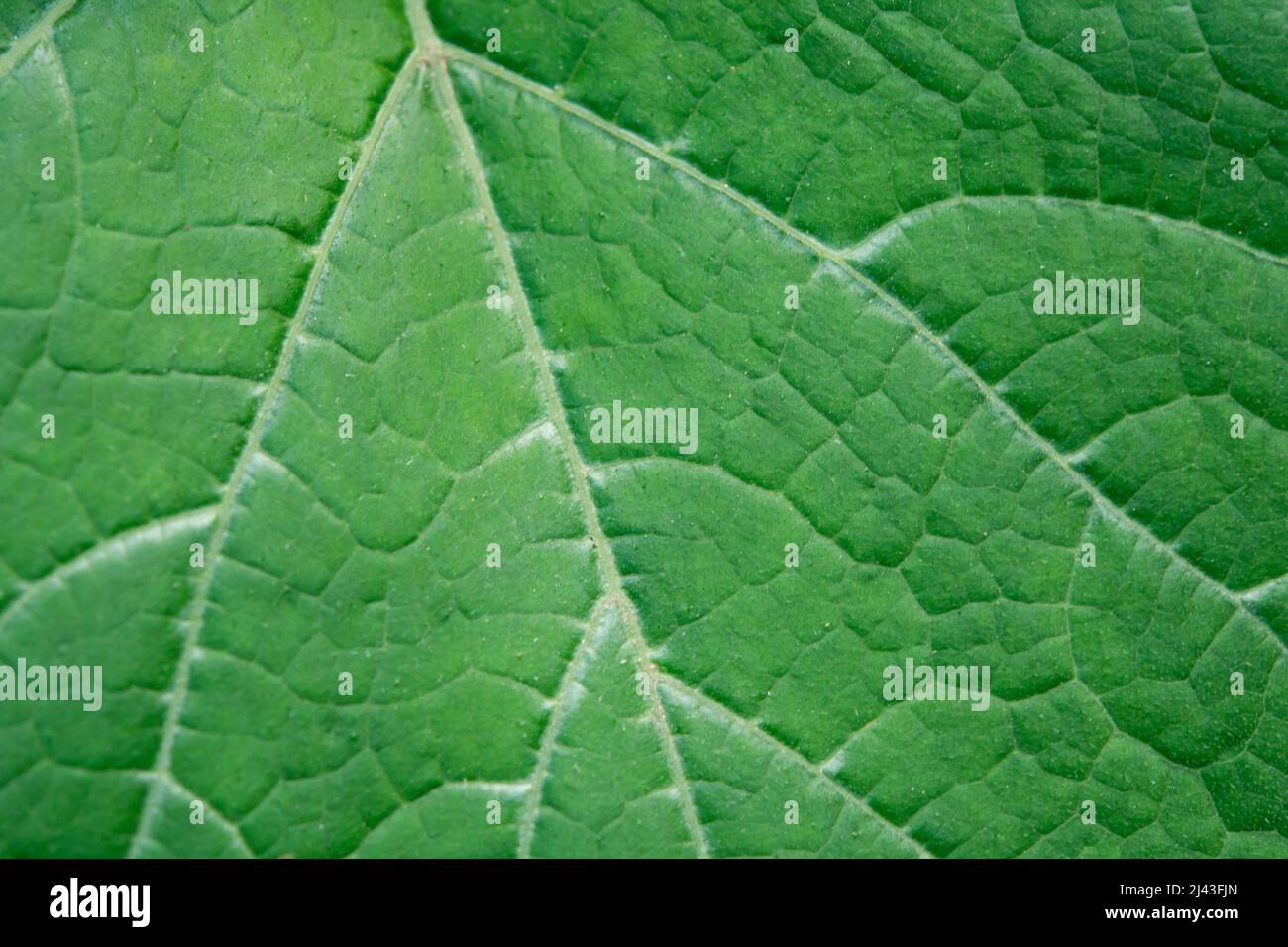 Close up leaf. Fresh green leaf texture macro background Stock Photo ...