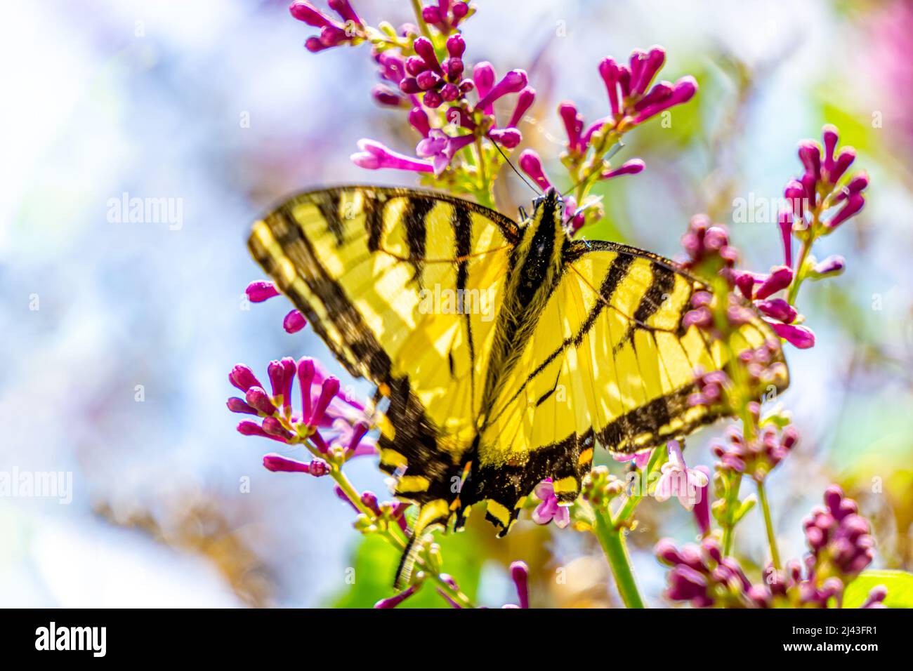 A pretty butterfly on unopened flower buds Stock Photo