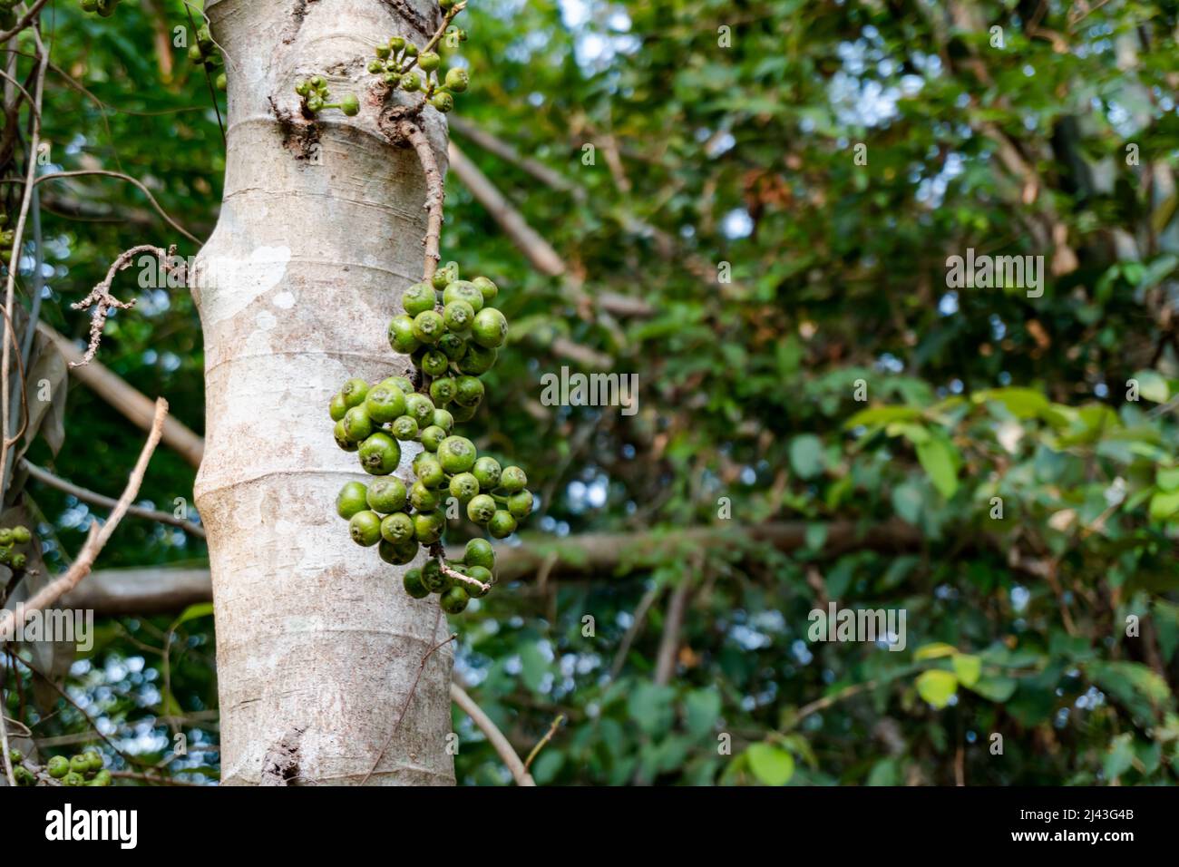 Green Figs On The Branch Of A Fig Tree Stock Photo - Alamy