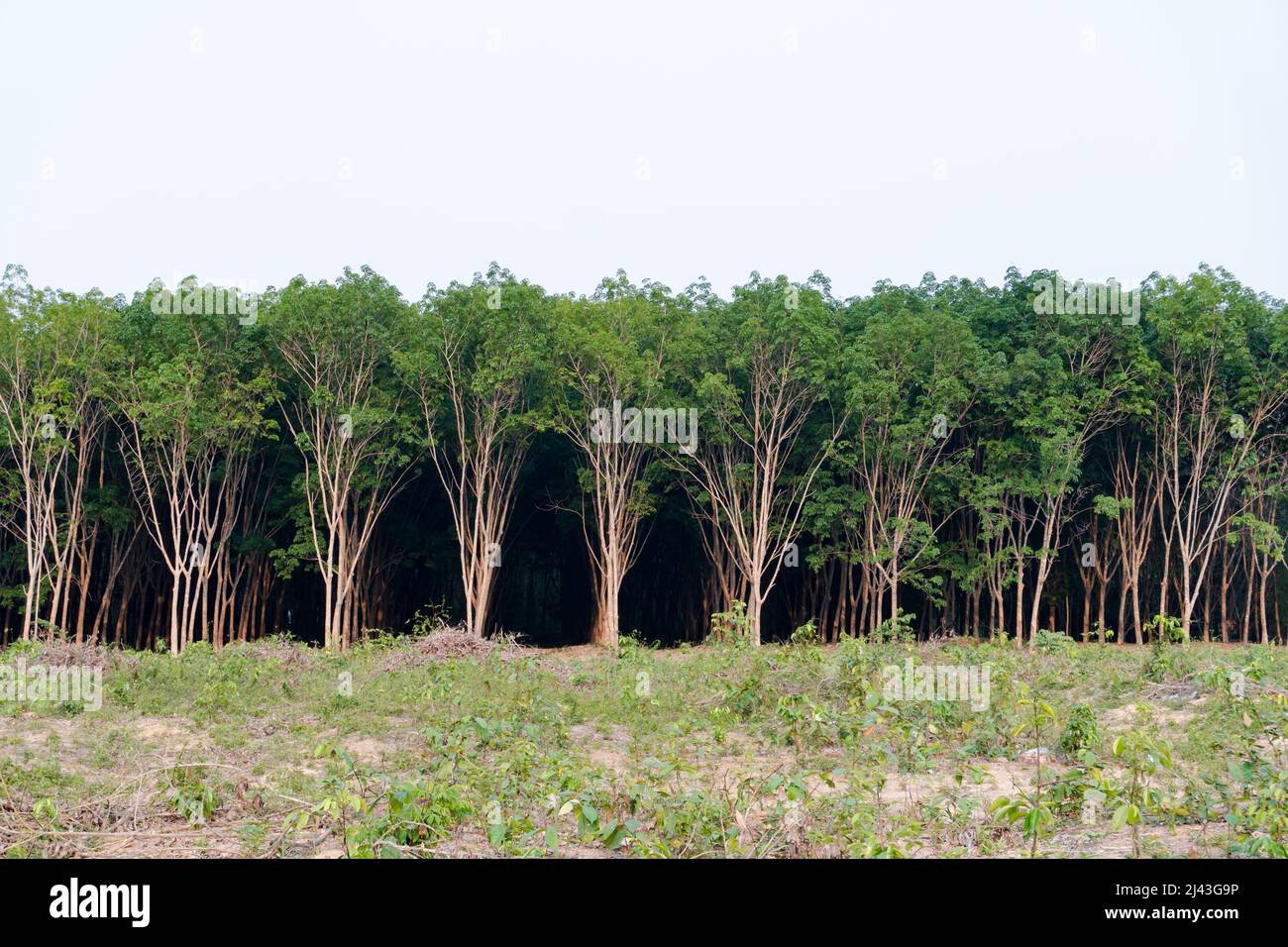 Row of para rubber tree. Rubber plantation background Stock Photo Alamy