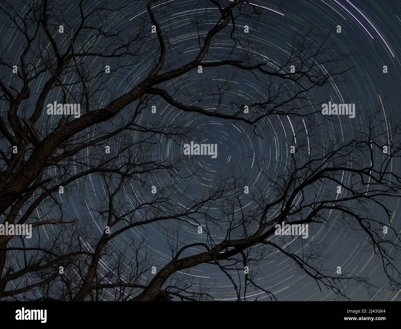 Silence of the stars. Movement of stars around pole star on north hemisphere against tree. Startrails on night sky, long exposure composition. Stock Photo