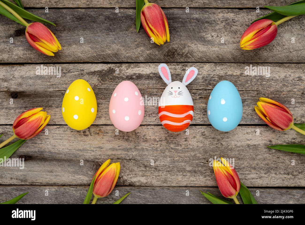 Colorful Easter eggs, one egg with cute bunny face and rabbit ears next to orange-yellow tulips on a rustic wooden table. Easter concept. Stock Photo