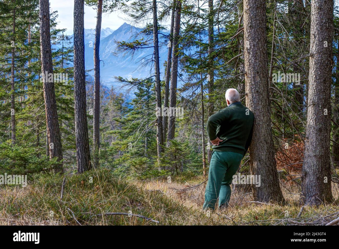 A mountain hiker in the Tyrolean Alps leans against a tree in the forest and enjoys the magnificent view of the mountains. Stock Photo