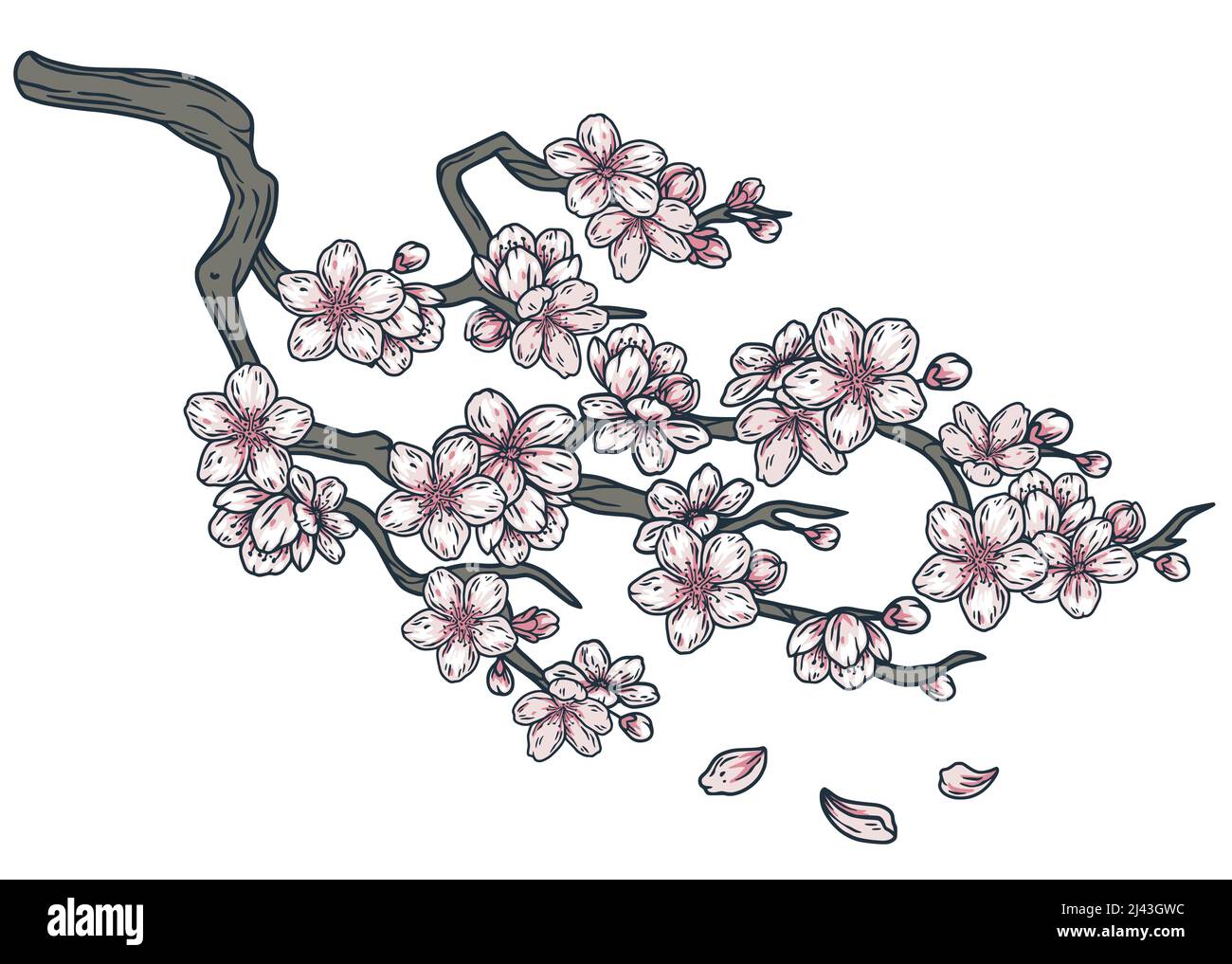Sakura branch with flowers. Eastern plant with petal and bud elements
