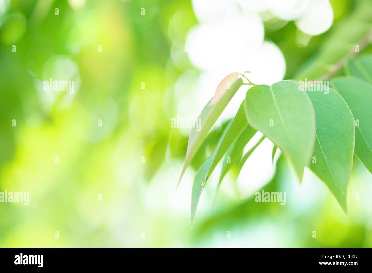 Spring natural green leaf background. blurred greenery background. using as  spring and nature background. selects focus Stock Photo - Alamy