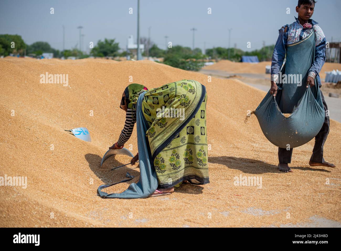 Daily wage labourers work Kosi Kalan grain market. A government wheat purchase center in Mathura Uttar Pradesh, procurement agencies purchasing wheat, Daily wage labor work at grain market. (Photo by Pradeep Gaur / SOPA Images/Sipa USA) Stock Photo