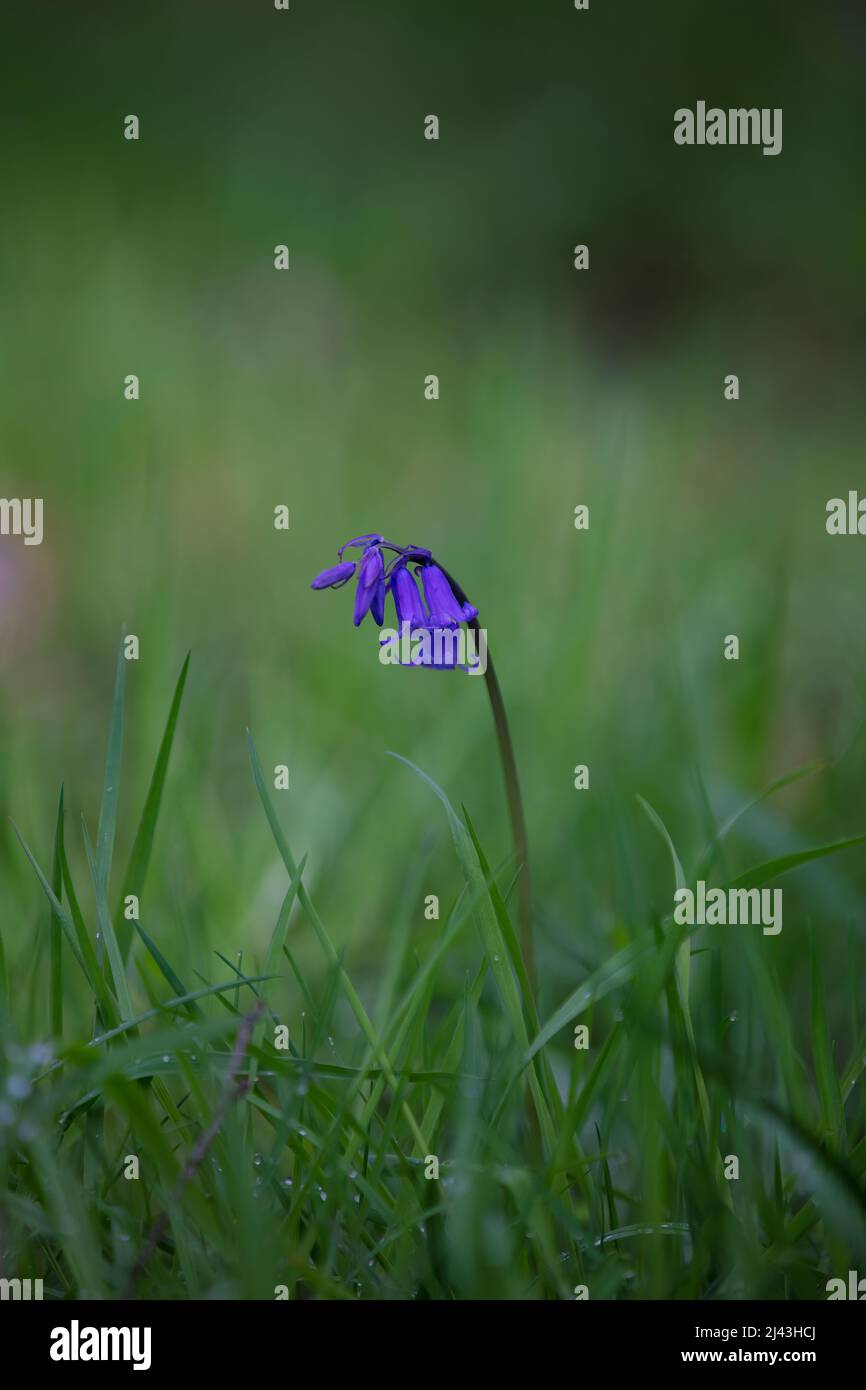 Bluebells, single bluebell - Stock Image