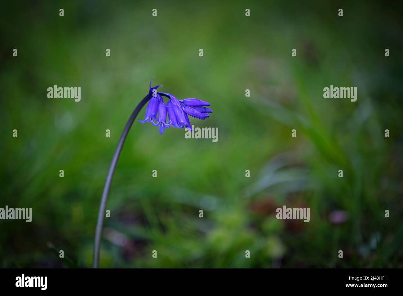 Bluebells, single bluebell - Stock Image