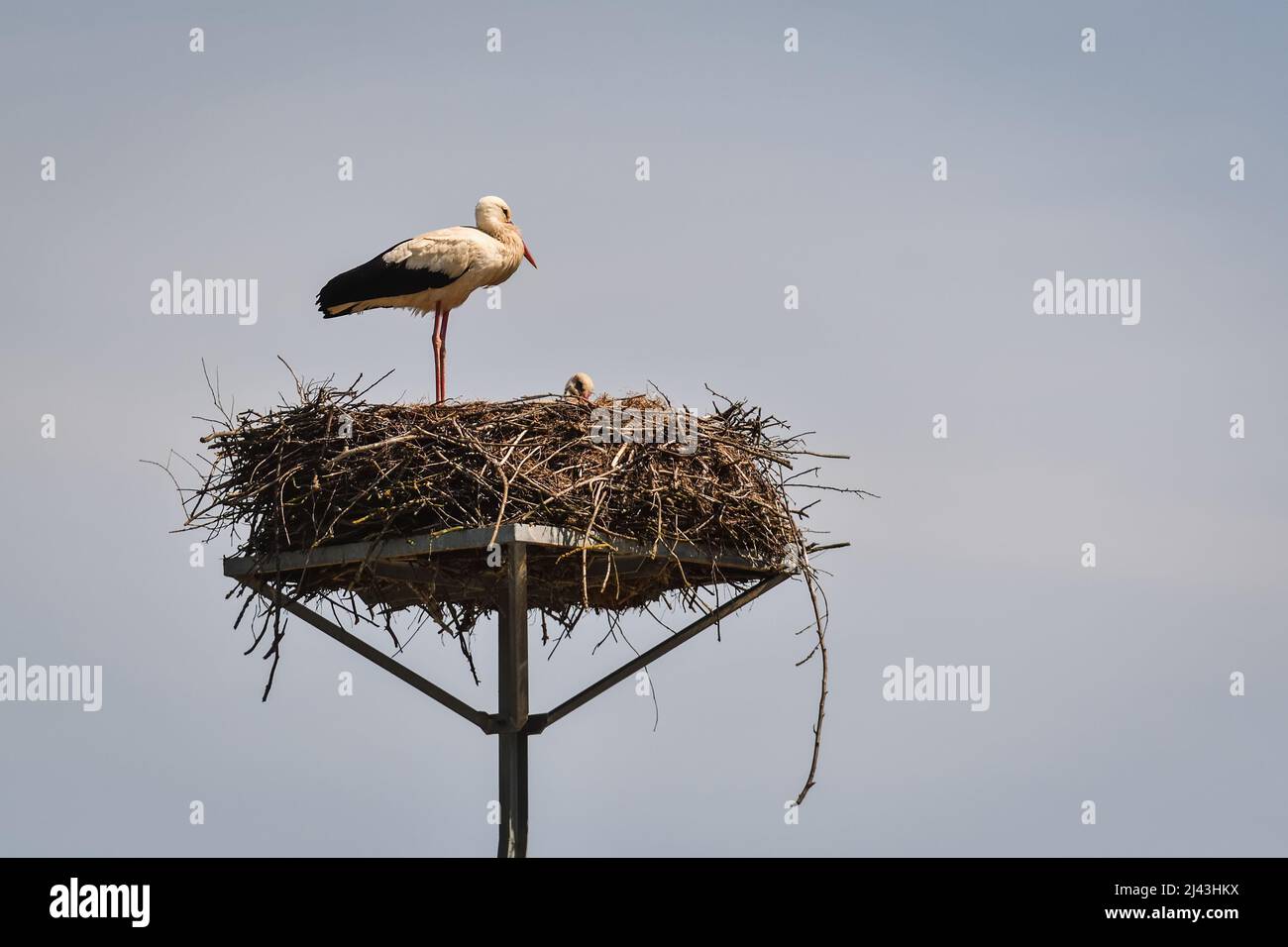 Early spring scene. Storks in a nest with a blue sky in the background. Stock Photo