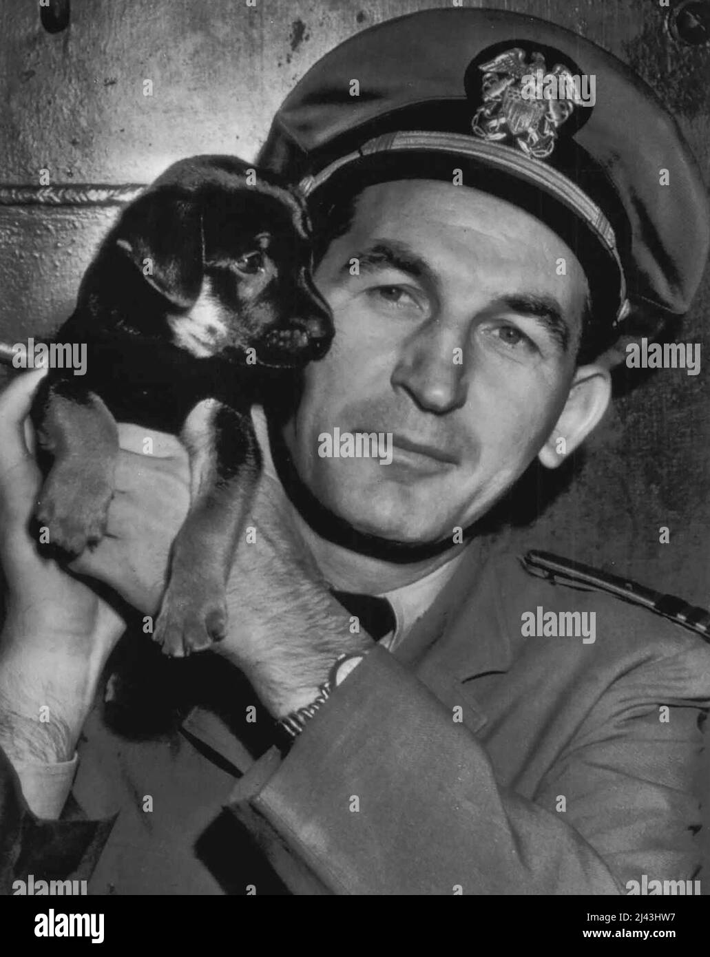 Pup Born On Bikini Reaches U.S. -- Geiger Sweet, one of seven pups born on Bikini Island, and two days old when second Atomic Bomb test was staged, arrives here today on shoulder of his master, Lt. Cmdr. S.A. Jeranko of Washington, D.C., who found him on the Island. August 26, 1946. (Photo by AP Wirephoto). Stock Photo