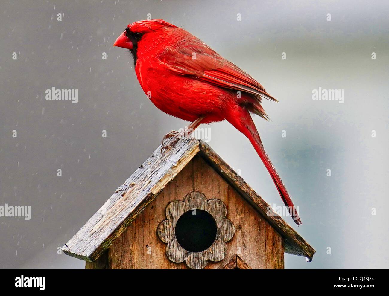 Bright red Northern Cardinal perches on the roof of a bird house Stock