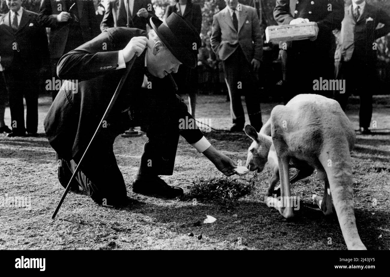 ' Winnie ' Meets ' Digger ' At London Zoo Australian Stock Owners Gift - Mr. Winston Churchill Feet the albino Kangaroo at the London Zoo, 'Digger' is a gift to Mr.Churchill from Association of South Australia. September 10, 1947. Stock Photo