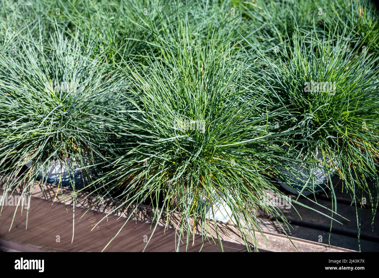 Round garden grass plant festuca gautieri for sale in garden shop Stock Photo