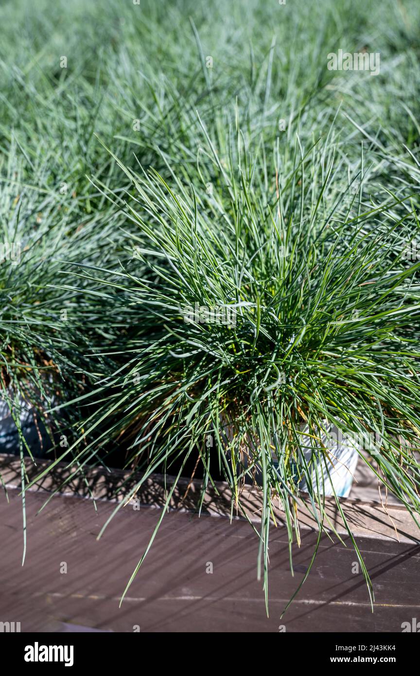 Round garden grass plant festuca gautieri for sale in garden shop Stock Photo