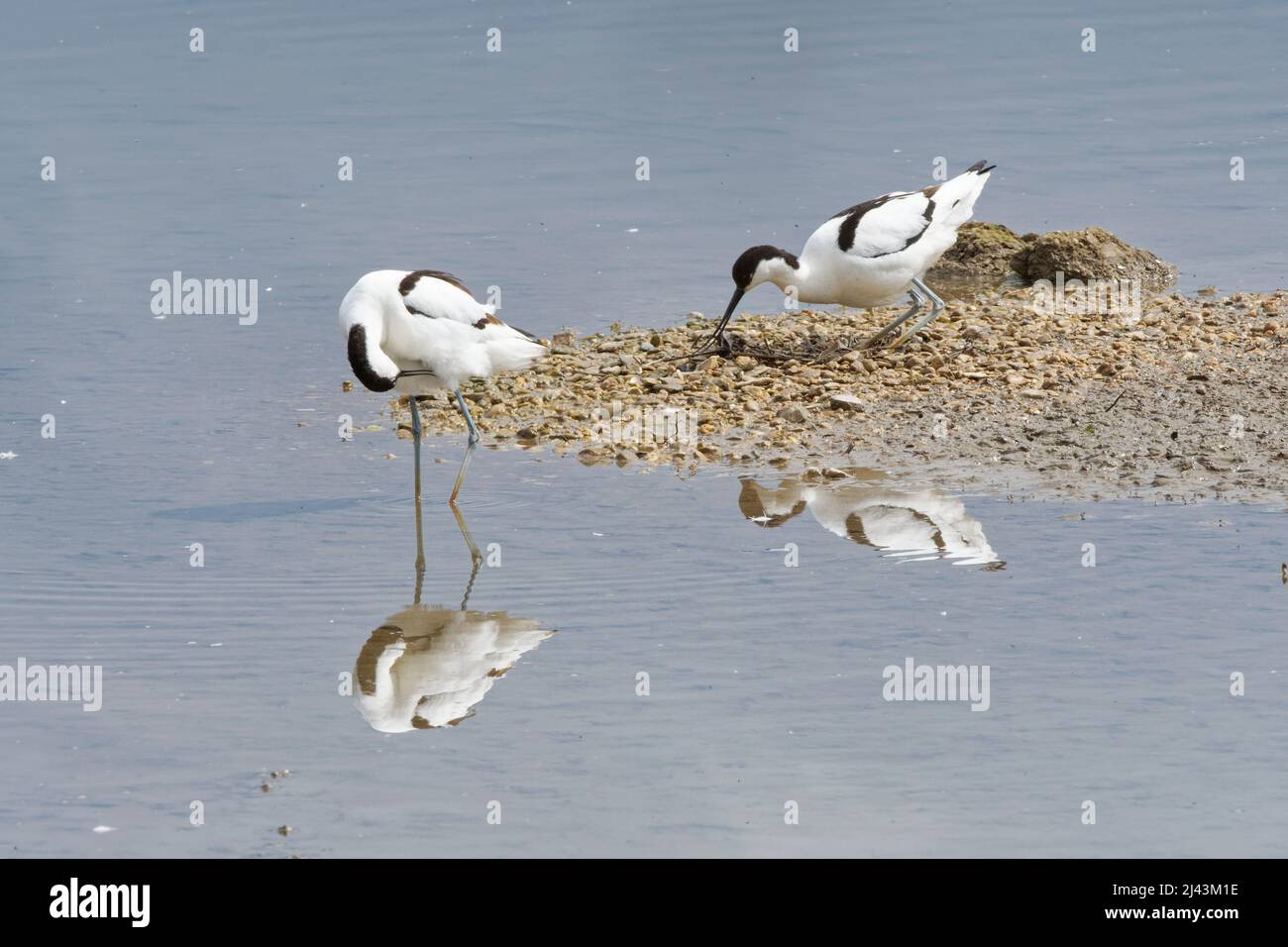 Pied avocet (Recurvirostra avosetta) crouching on a partly built nest on a small island in a freshwater lake as its partner preens nearby, Gloucs, UK. Stock Photo