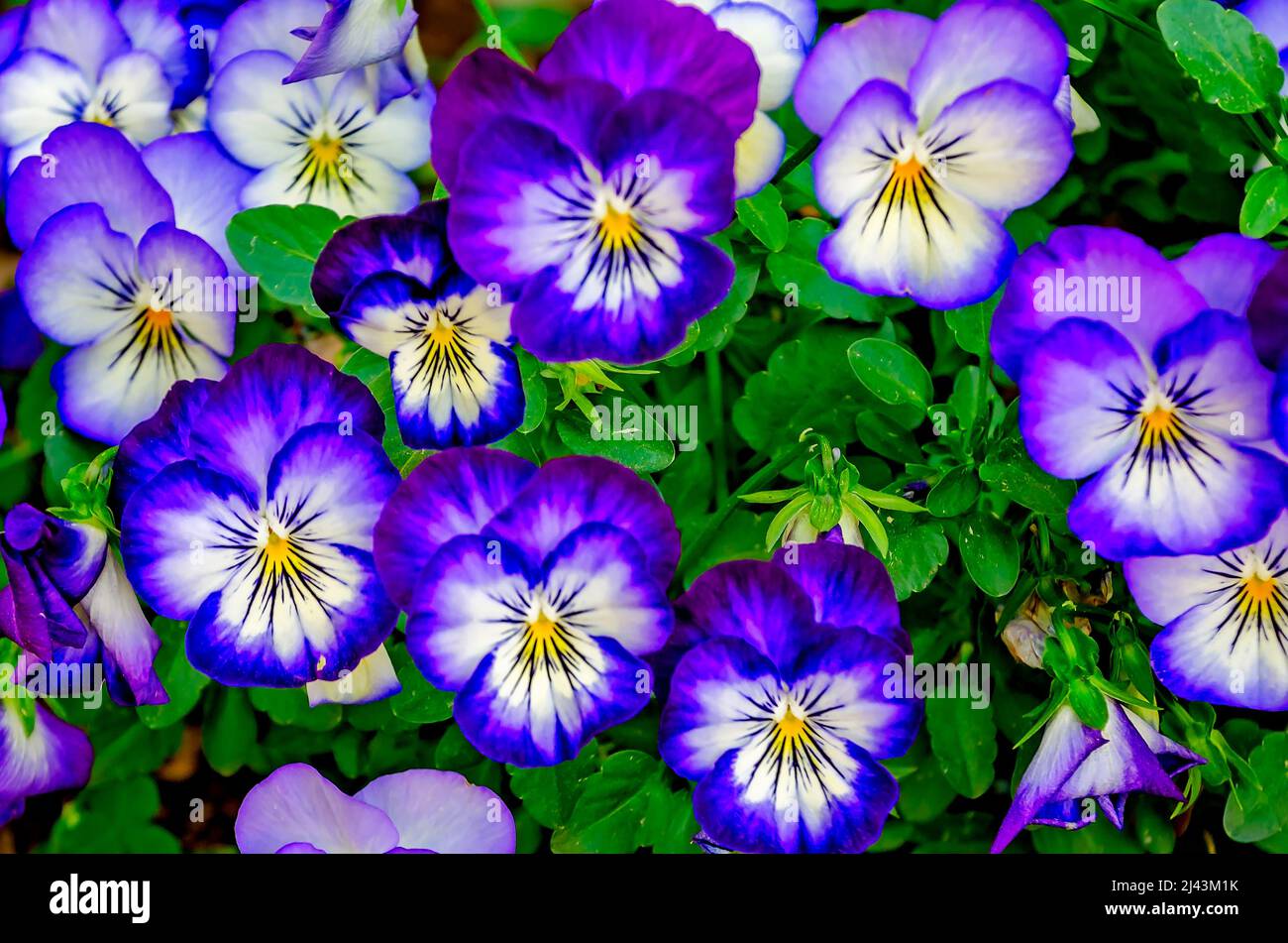 Violet pansies (Viola cornuta) bloom, March 26, 2022, in Mobile, Alabama. Viola cornuta is a type of horned violet. Violas are also known as pansies. Stock Photo