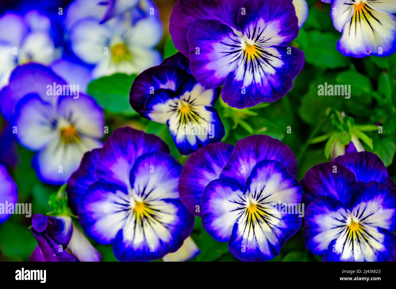 Violet pansies (Viola cornuta) bloom, March 26, 2022, in Mobile, Alabama. Viola cornuta is a type of horned violet. Violas are also known as pansies. Stock Photo
