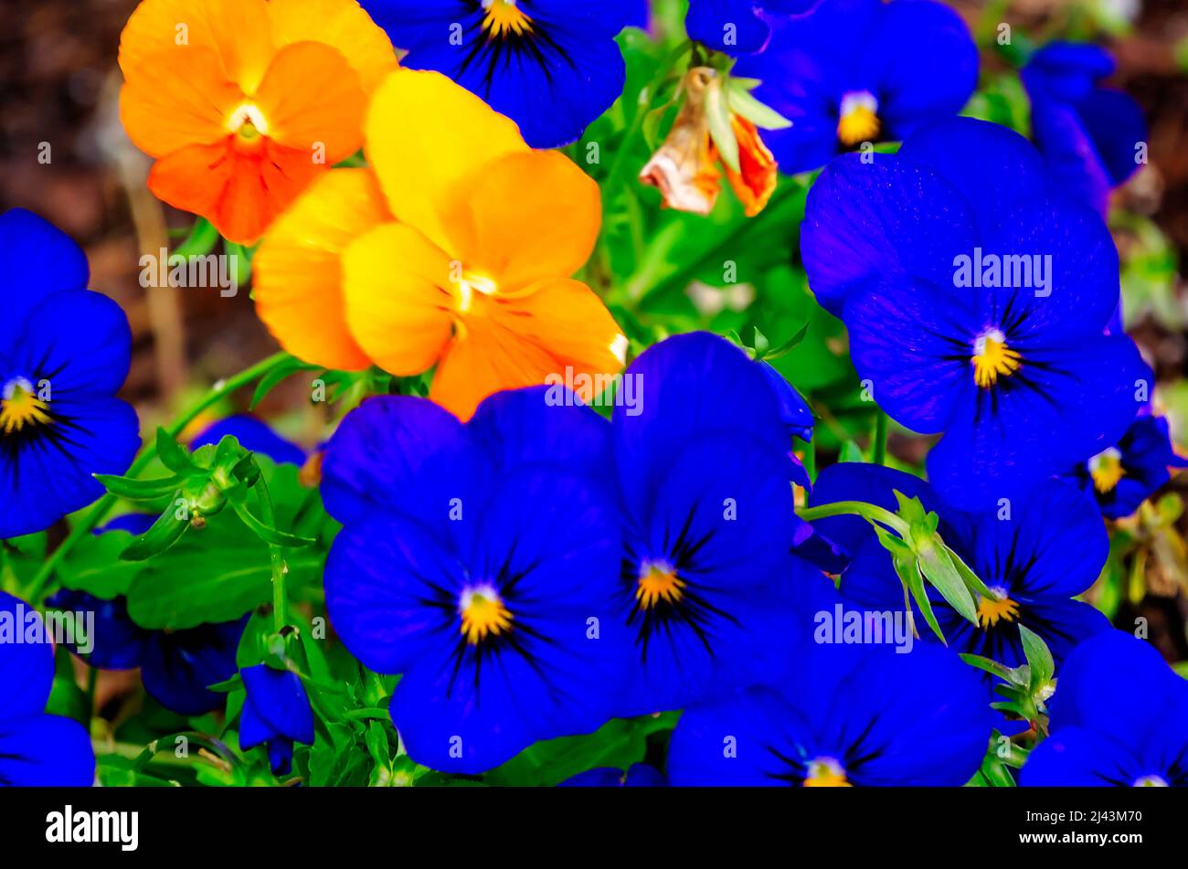 Violet pansies (Viola cornuta) bloom, March 26, 2022, in Mobile, Alabama. Viola cornuta is a type of horned violet. Violas are also known as pansies. Stock Photo