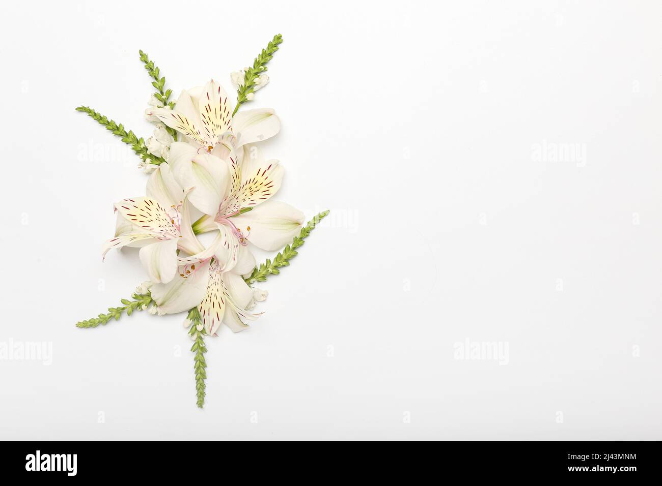 Composition with delicate flowers on white background Stock Photo