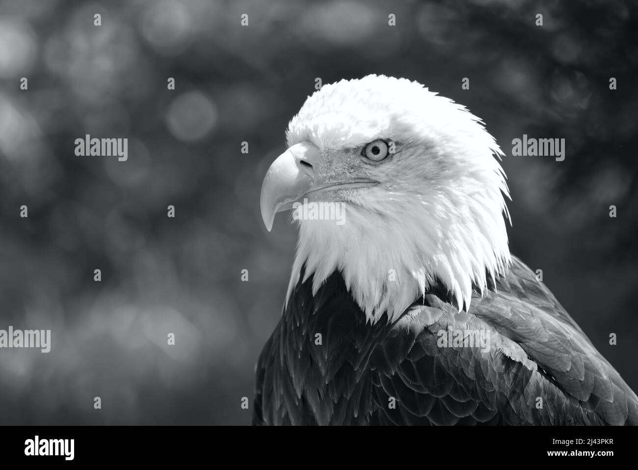 Bald eagle close up Stock Photo Alamy