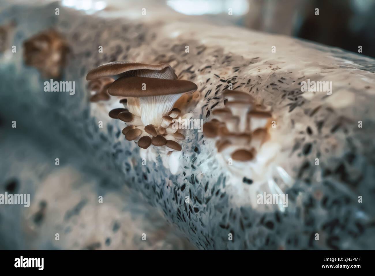 Mushrooms Farm, cultivation and growing fungus in plastic bags and