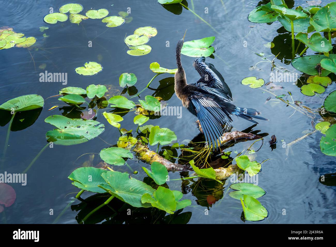 Anhinga anhinga, sometimes called snakebird, darter, American darter, or water turkey, dries its wings sitting on a branch close to water surface in Stock Photo
